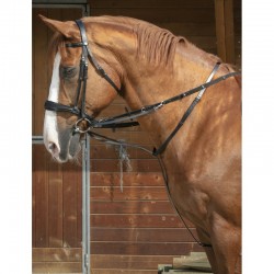 enrenement thiedeman cheval...
